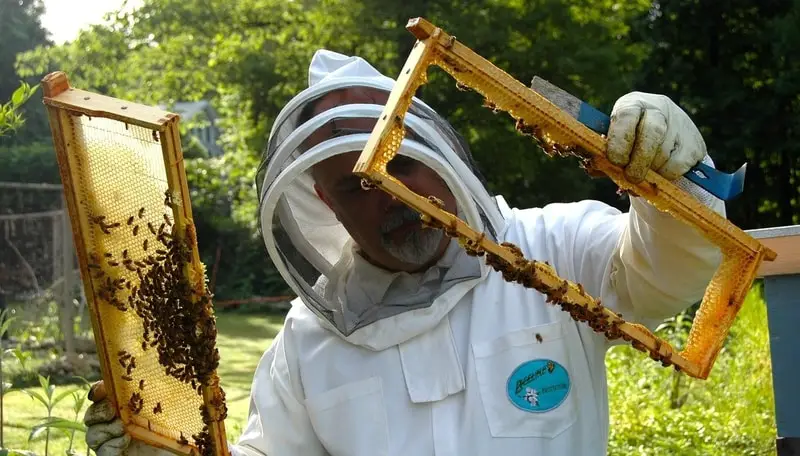 beekeeping
